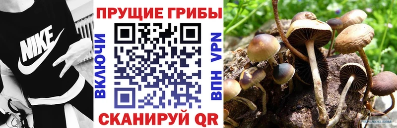 Галлюциногенные грибы Psilocybine cubensis  наркошоп  Соликамск 